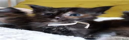 Maine Coon cats for sale: TICA Reg Maine Coon Kittens. Red. Tortie. White - Advert 3