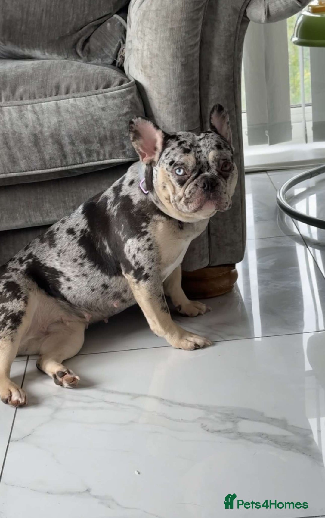 French Bulldog dogs for sale: Full French bulldogs KC solid & merle colours - Image 1