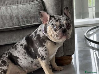 French Bulldog dogs - Advert 20