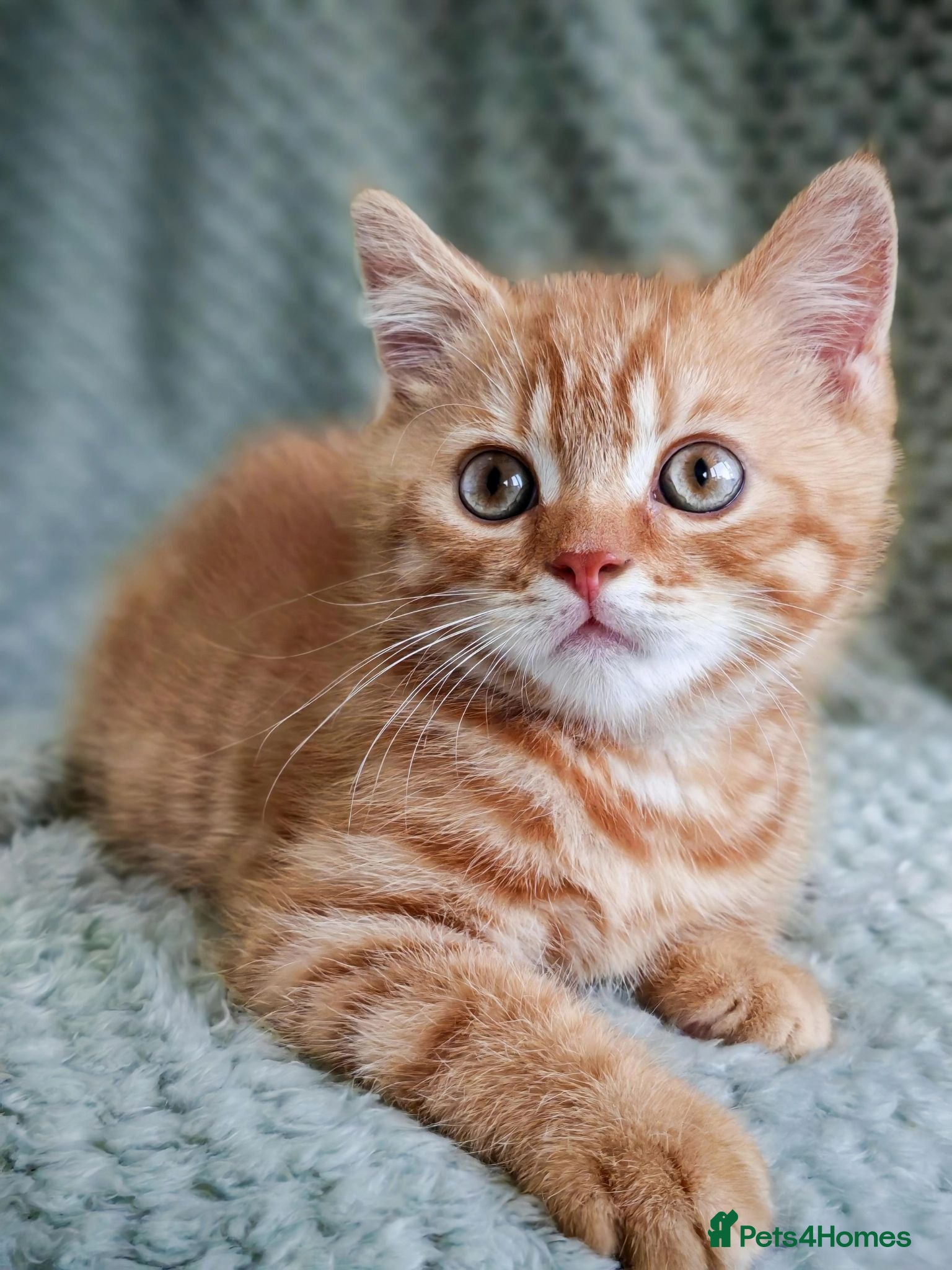 British Shorthair cats Gorgeous British Shorthair Kittens - READY NOW - Advert 1