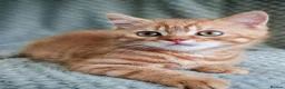 British Shorthair cats for sale: Gorgeous British Shorthair Kittens - READY NOW - Advert 1