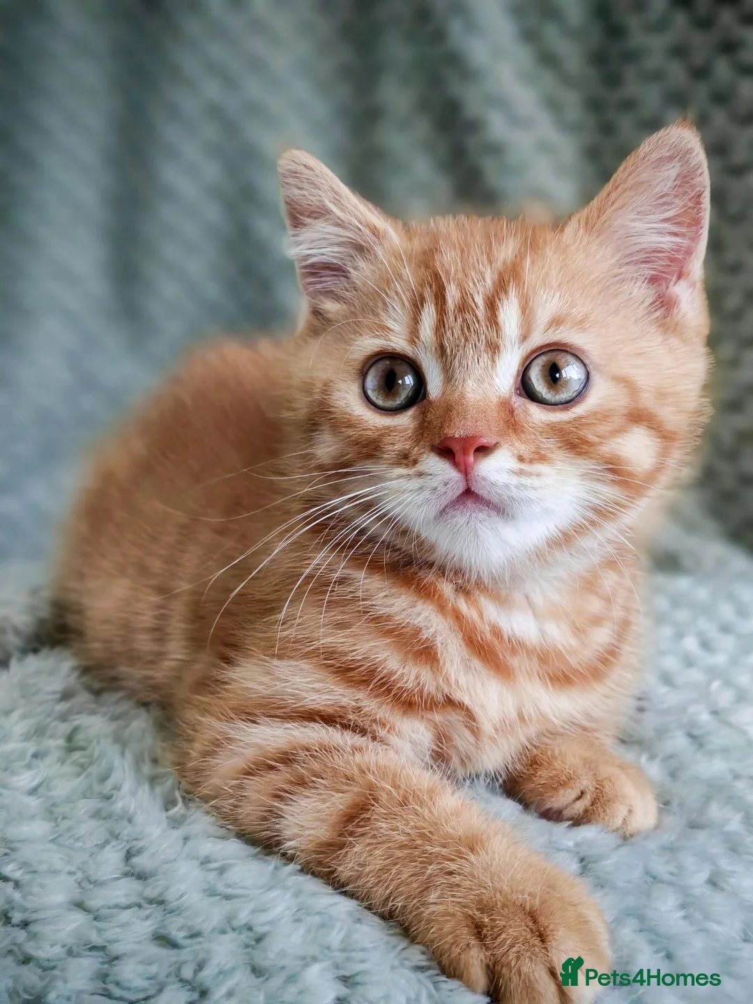 British Shorthair cats for sale: Gorgeous British Shorthair Kittens - READY NOW - Advert 1