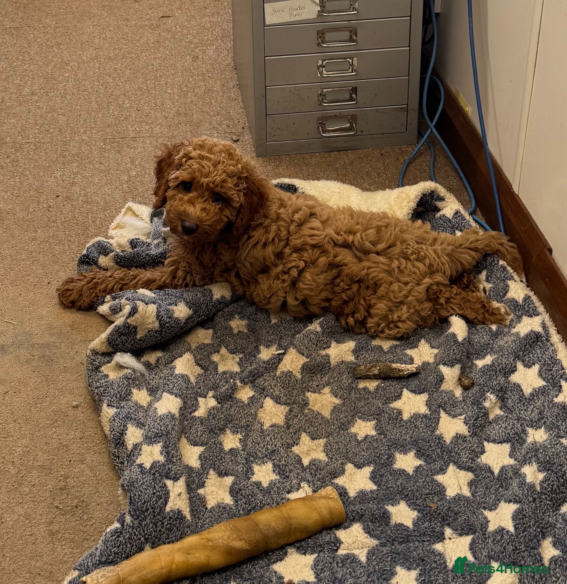 Cockapoo dogs Fully Vaccinated Ready to leave Red, Cockpoo Male - Advert 2