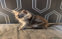 Maine Coon cats for sale: Pedigree Maine coons ready 17/11/25 - Advert 2