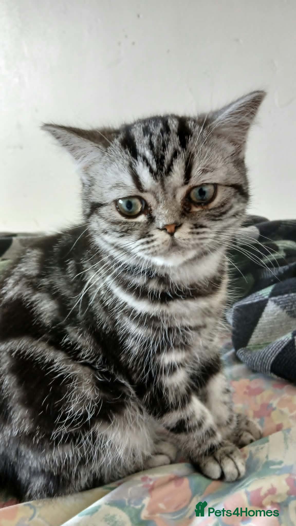 British Shorthair cats Bsh. Silver Classic Tabby . - Advert 9