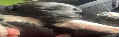Mixed Breed Puppy 9