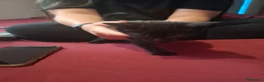 Black kitten