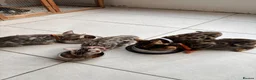 Bengal cats for sale: Quality kittens Bengal for sale in Harrow - Advert 7