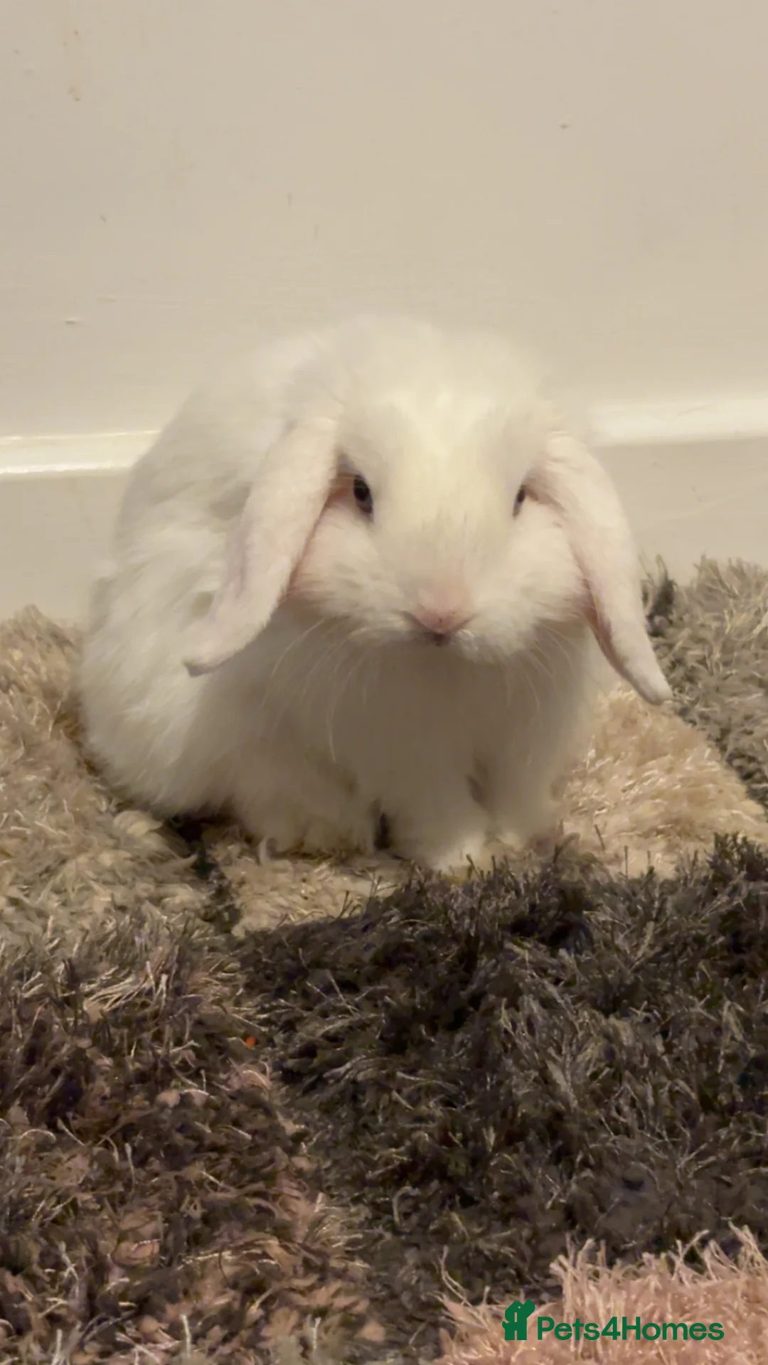 Mini Lop rabbits for sale: Louie in Sunderland - Advert 1