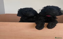 Irish Doodle dogs for sale: Irish doodle/ labradoodle - Image 2