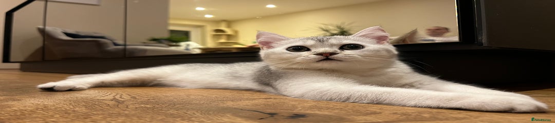 Scottish Fold Kitten 2