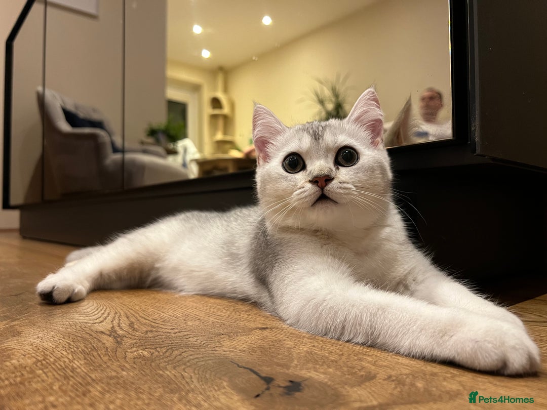 Scottish Fold cats for sale: 😻😻😻 Last beautiful girl 😻😻😻 - Image 9