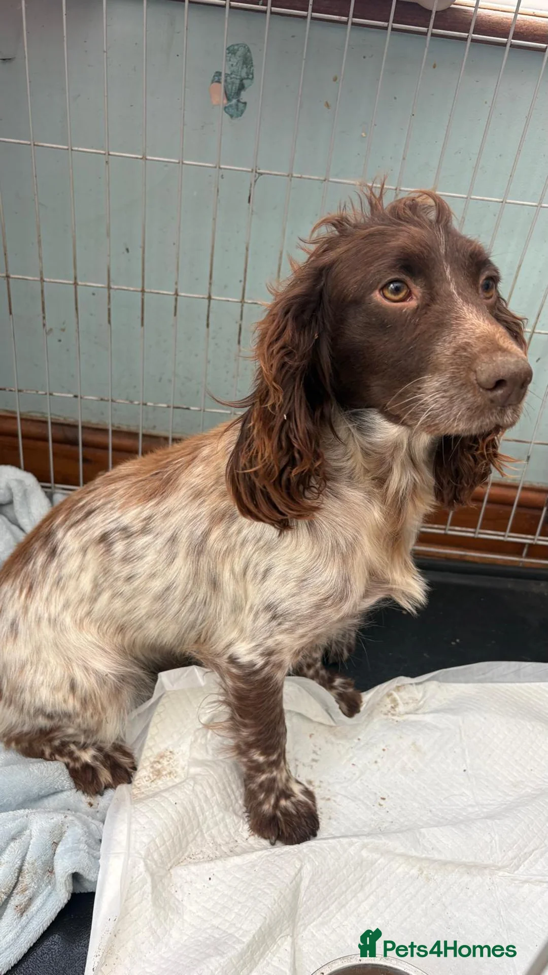 Cocker Spaniel dogs for sale: Cocker spaniel  in Portsmouth - Advert 1