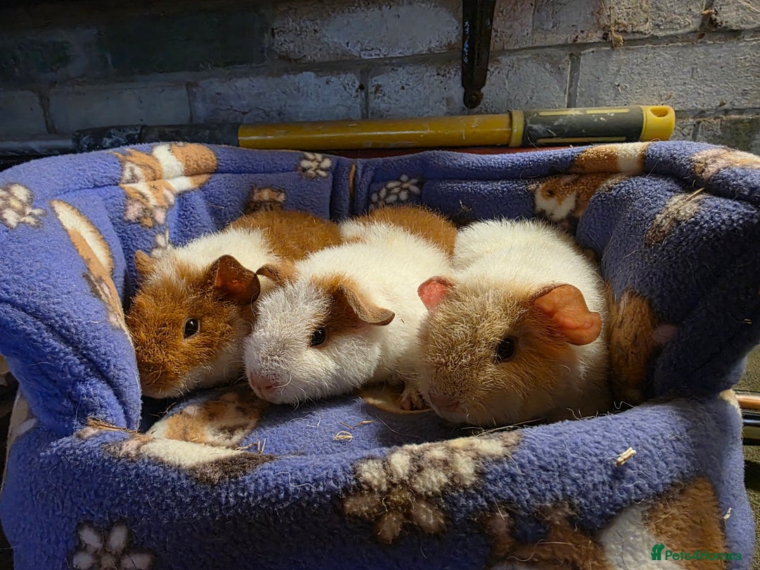 Guinea Pig rodents for sale: Teddy guinea pigs for sale Uxbridge  - Advert 2