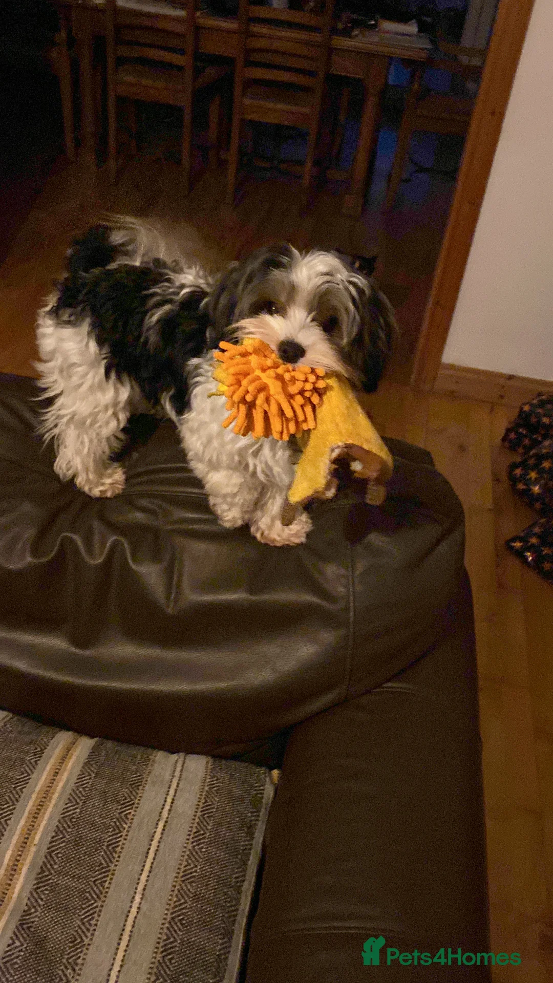 Biewer Terrier dogs for stud: Biewer stud dog ebbw vale  in Ebbw Vale - Advert 3