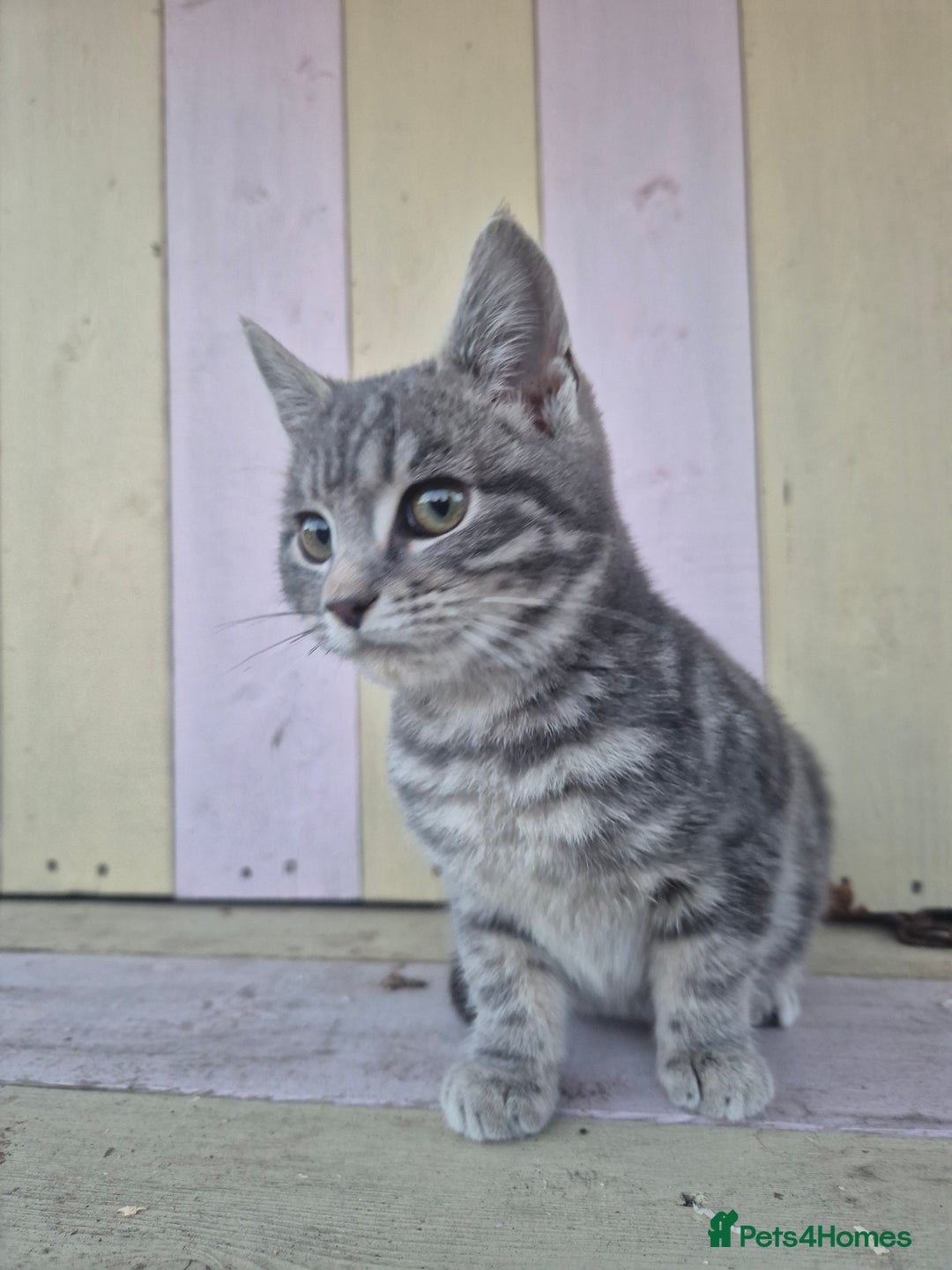 Domestic Shorthair cats for sale: 💙 Stunning boy looking for his furever home 💙 - Advert 3