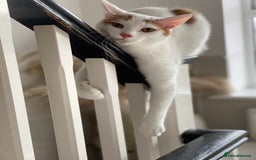 Persian cats for sale: Ragdoll / Persian Mix (4yrs) - Image 3