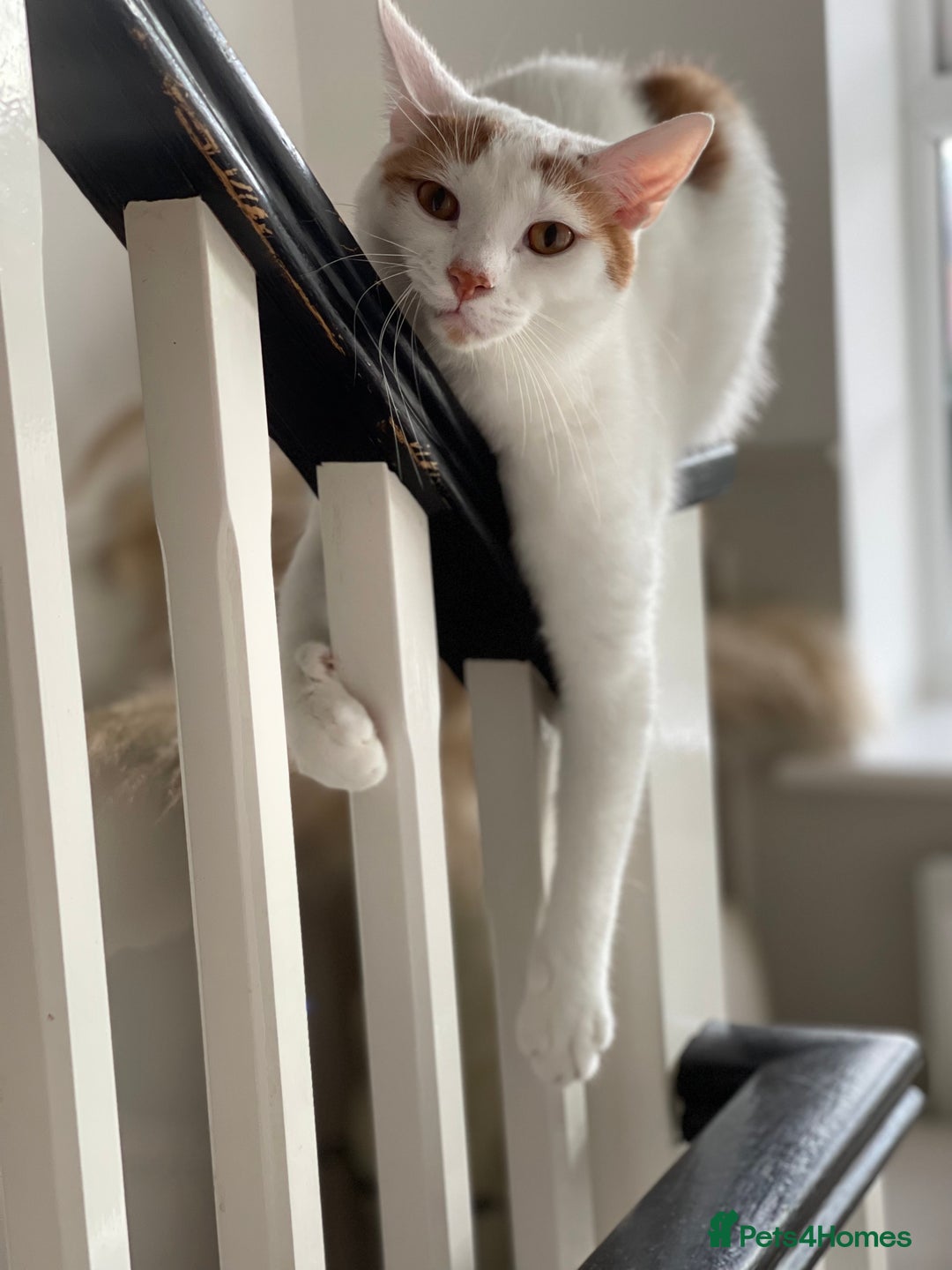 Persian cats for sale: Ragdoll / Persian Mix (4yrs) - Image 3