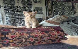 Mixed Breed cats for sale: Two beautiful ginger boys - Image 7