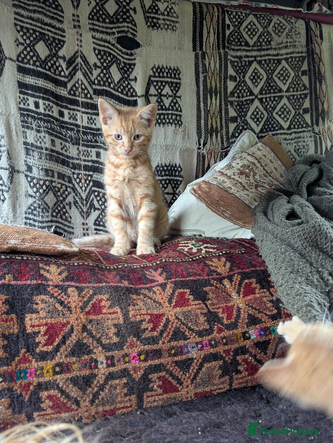 Mixed Breed cats for sale: Two beautiful ginger boys - Image 7