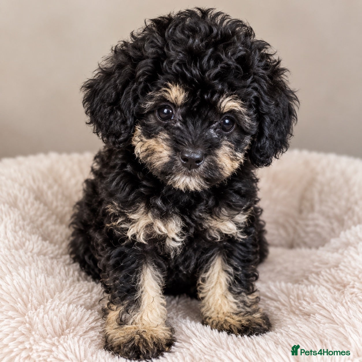 Toy Poodle dogs KC Toy Poodles gorgeous litter of 4 - Advert 2