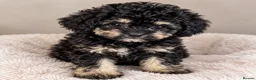 Toy Poodle dogs for sale: KC Toy Poodles gorgeous litter of 4 - Advert 2