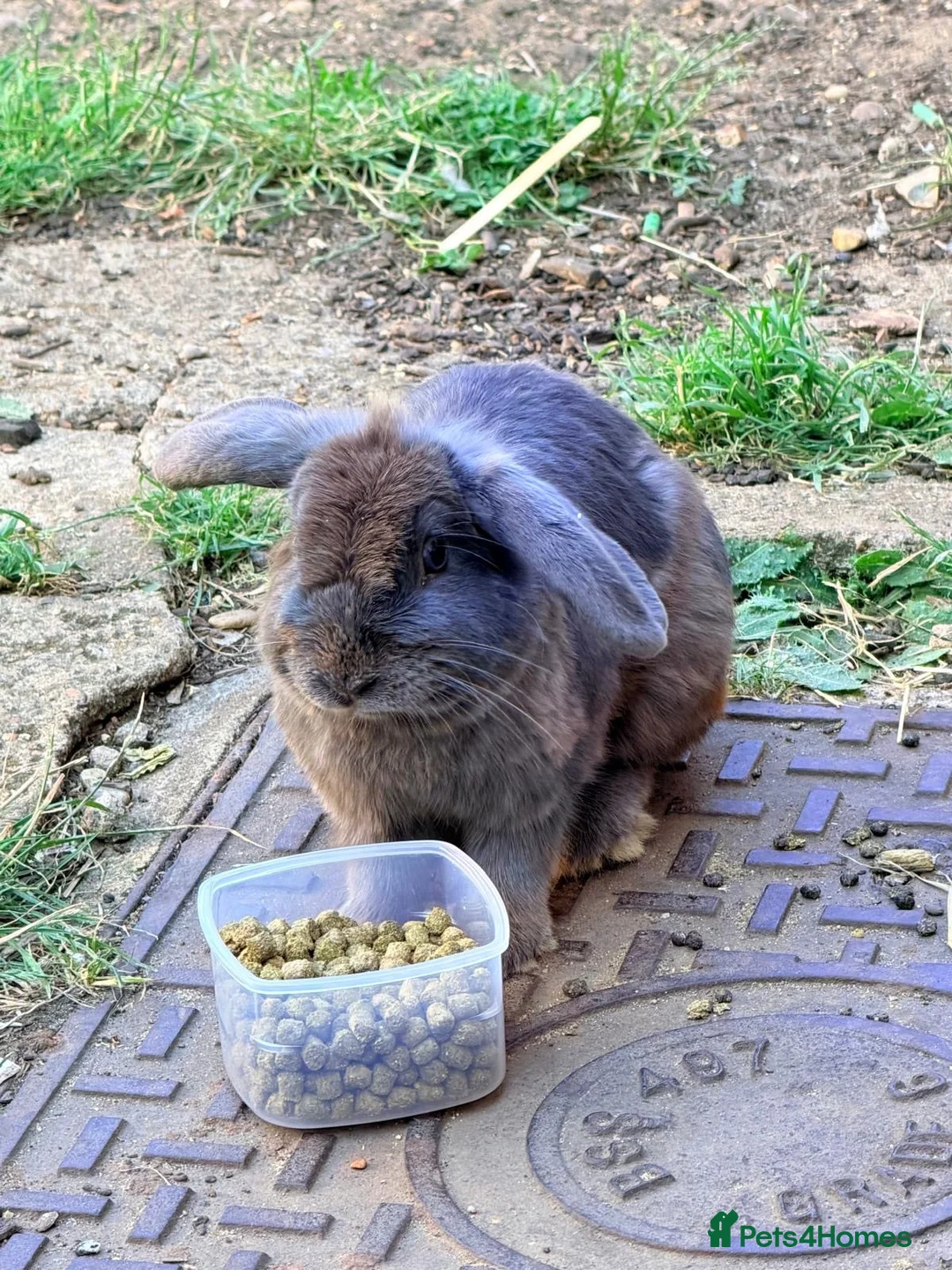 Mini Lop rabbits for sale: Mini lop grey - Advert 4