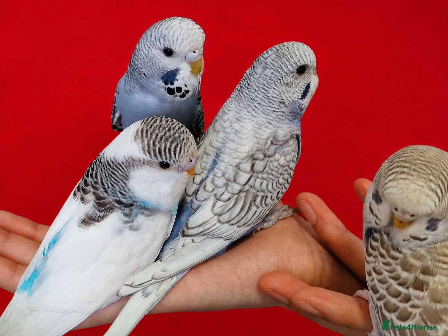Budgerigars birds Super silly hand tamed baby budgies  - Advert 11