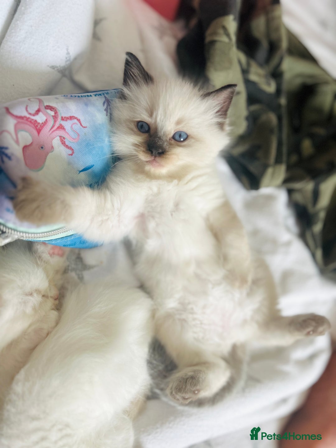 Ragdoll cats for sale: Stunning Rainbow of Ragdoll Kittens - Image 15