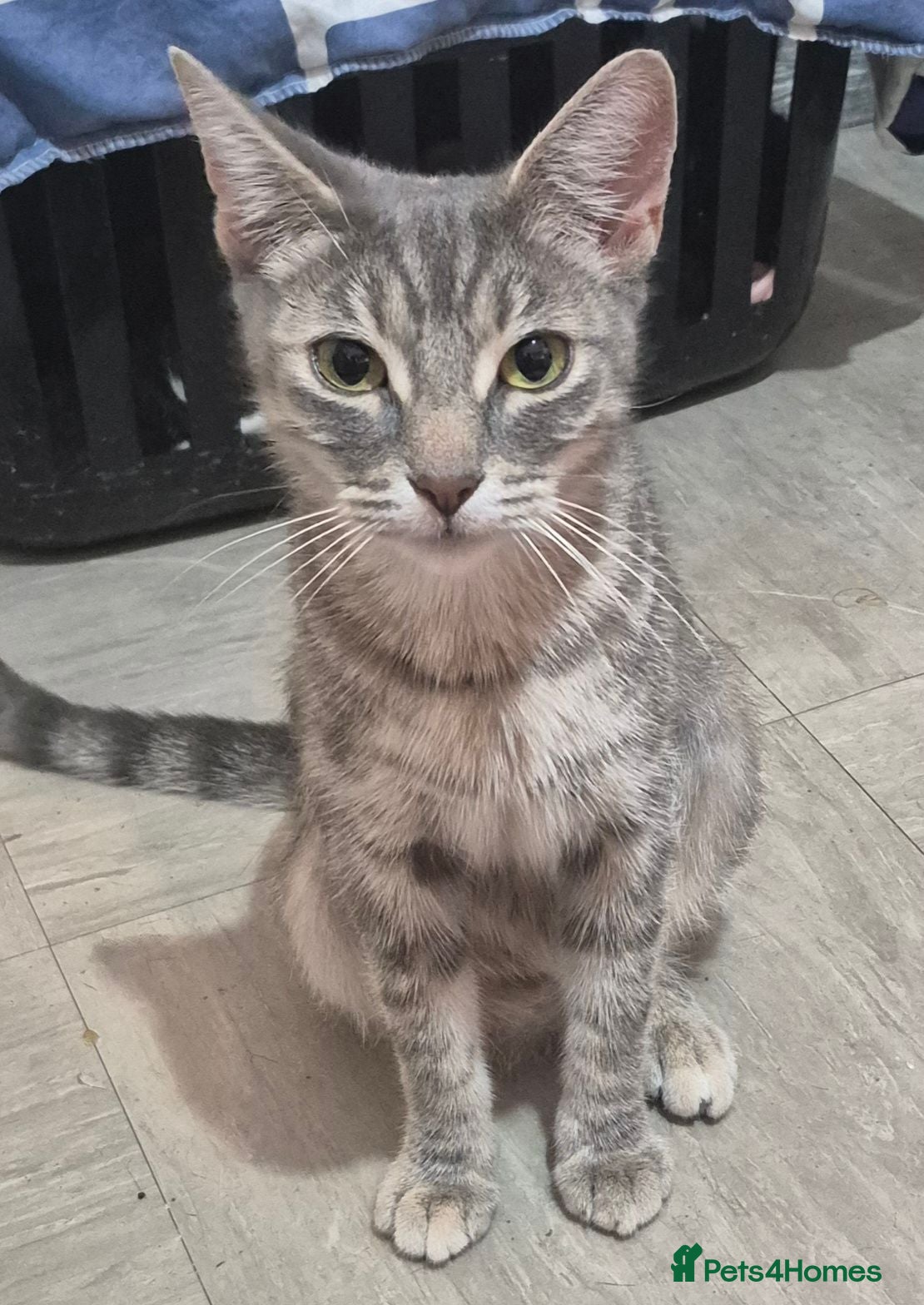 Mixed Breed cats Beautiful tabby kittens - Advert 3