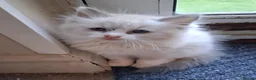 Ragdoll cats for sale: CUTE BLUE C/P RAGDOLL KITTENS  - Advert 15
