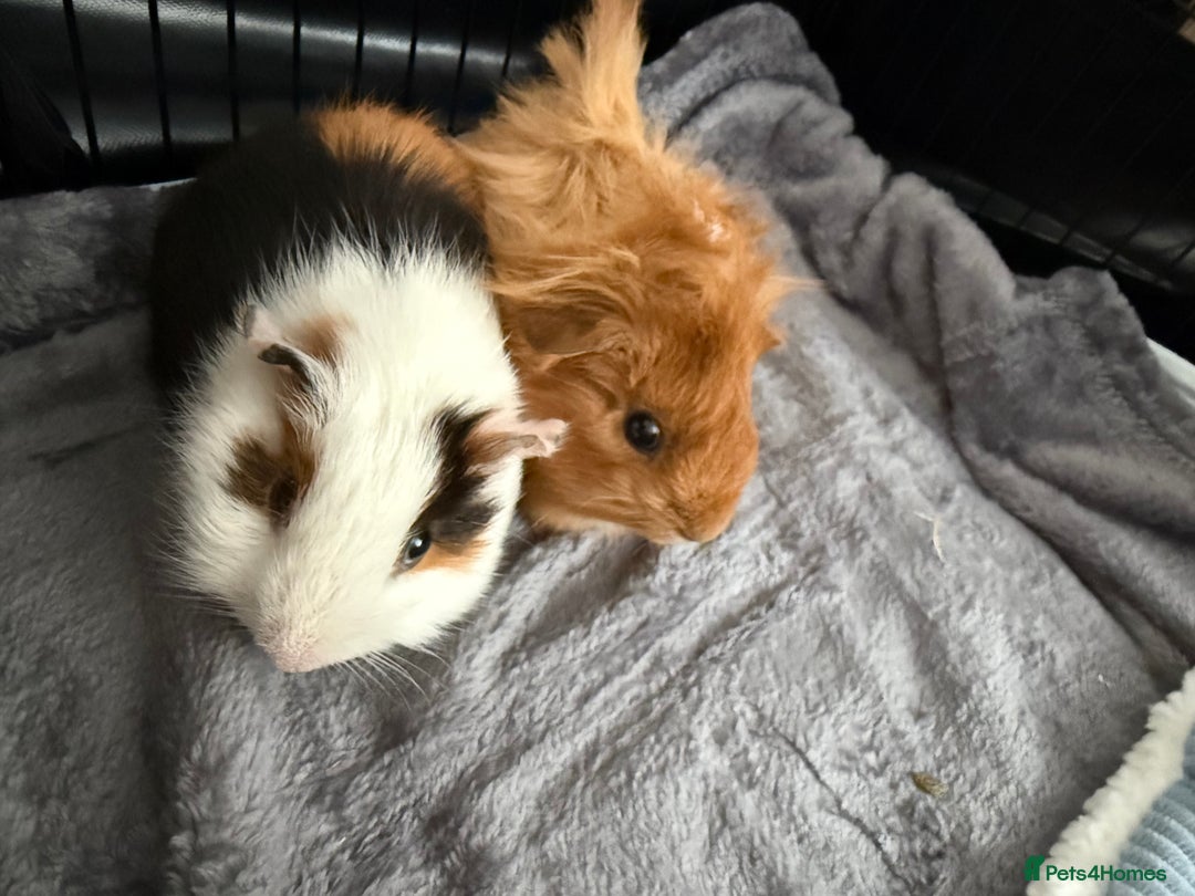 Guinea Pig rodents for sale: 2 male guinea pigs  - Image 2