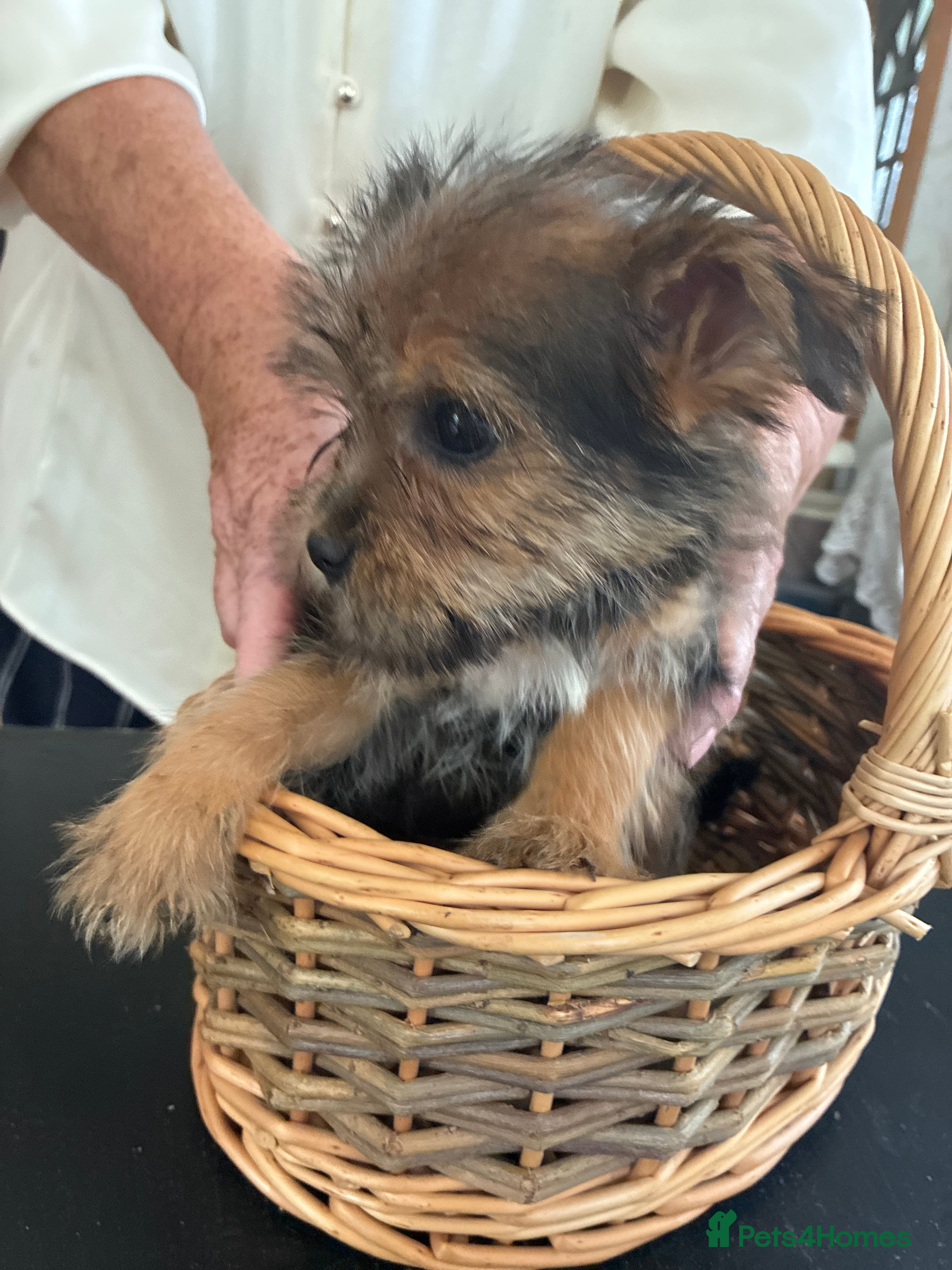 Mixed Breed dogs Yorkshire terrier cross Jack Russel puppies - Advert 1