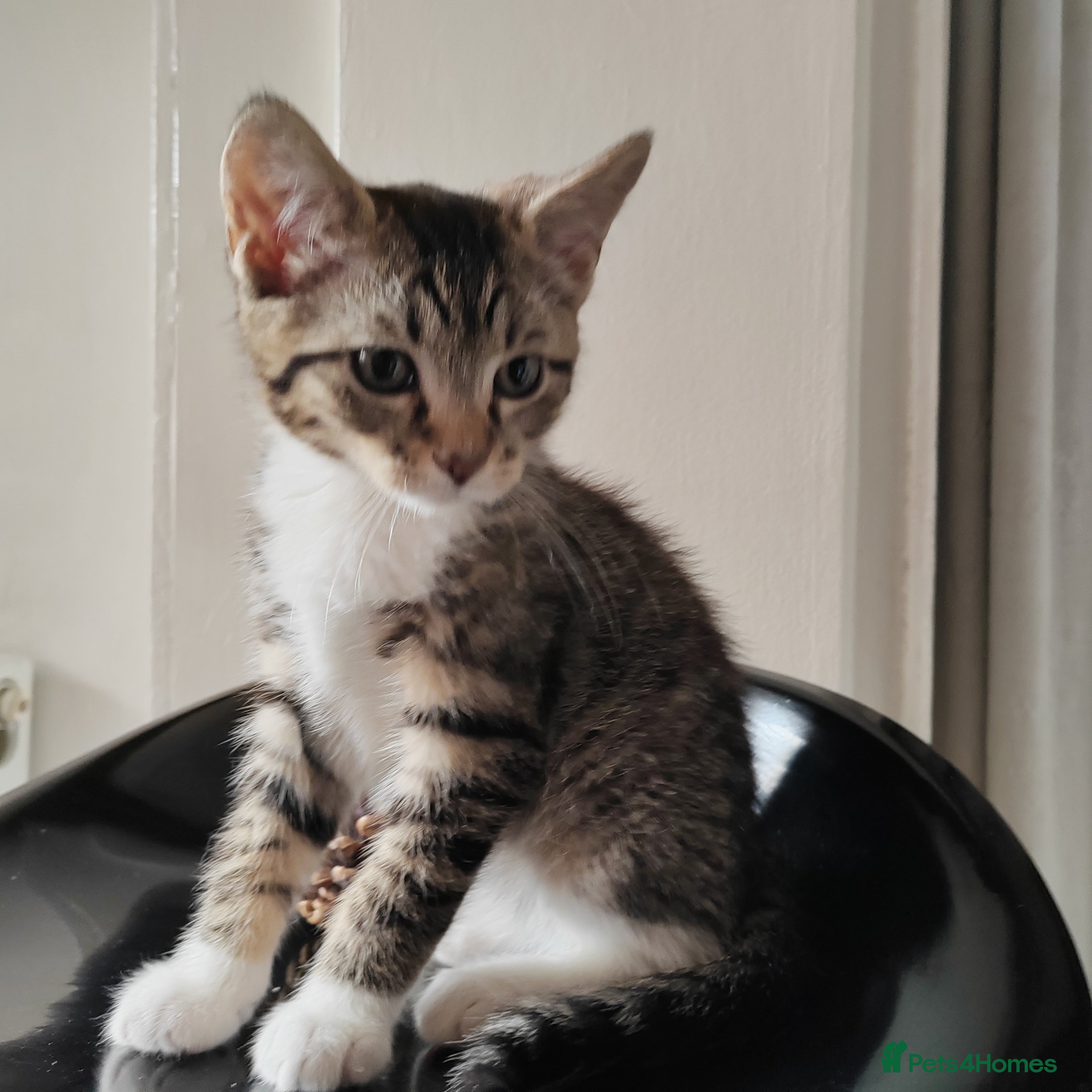 Mixed Breed cats Gorgeous kittens , reduced price  - Advert 1