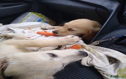 Golden Retriever dogs for sale: Wonderful,playful ,adventurous happy little furs😍 - Image 4