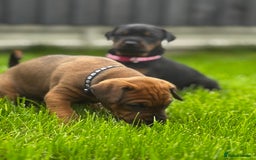 Dobermann dogs for sale: F1b Working dobermanns  - Image 20