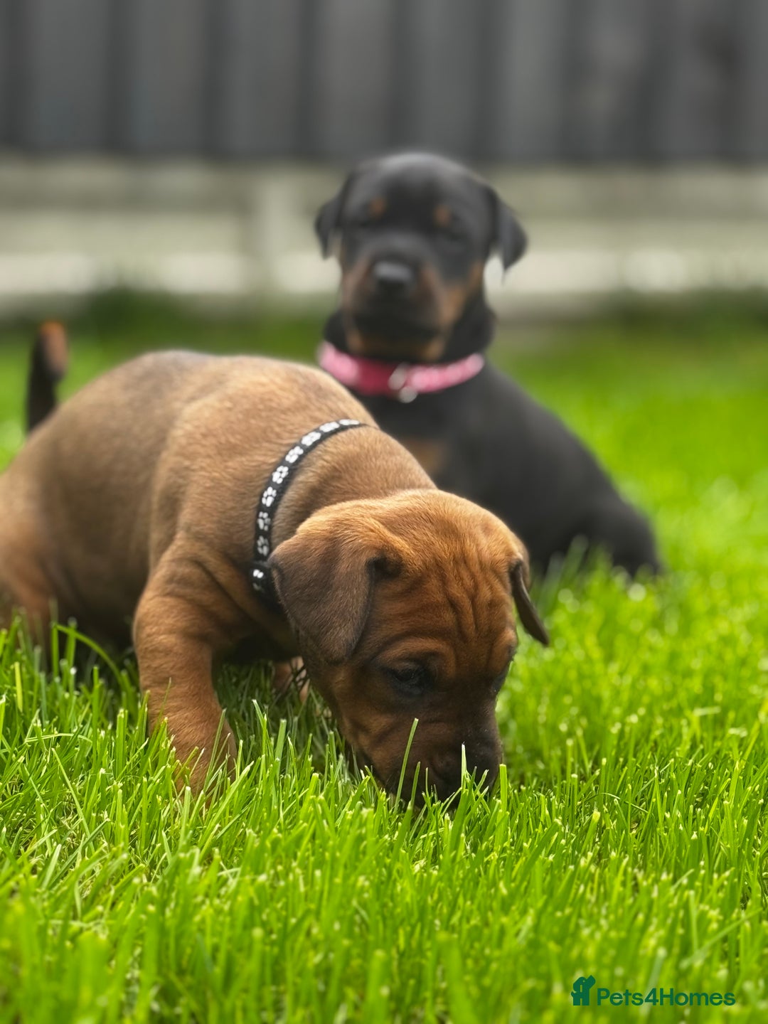 Dobermann dogs for sale: F1b Working dobermanns  - Image 20