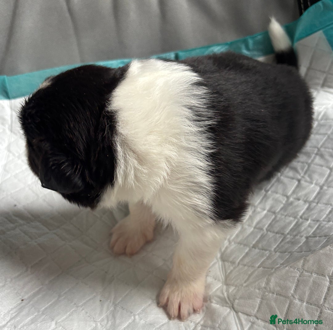 Border Collie dogs for sale:  Long Haired KC Reg Border Collie puppies for sale - Image 15