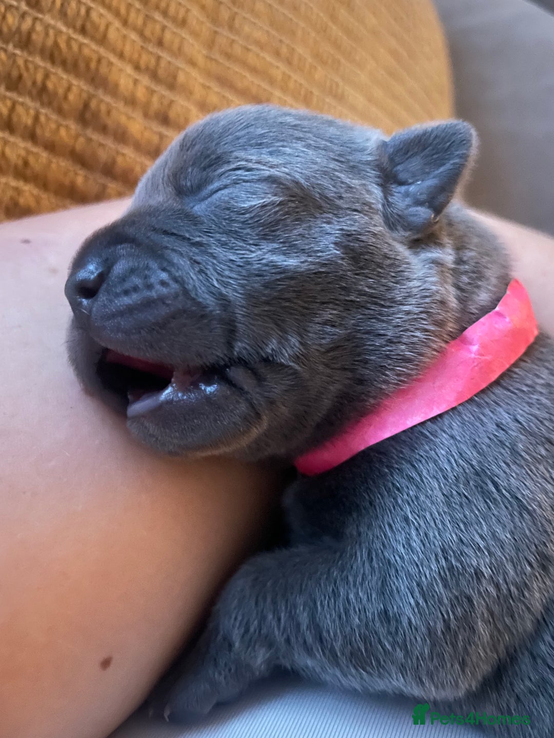 Staffordshire Bull Terrier dogs for sale: 6 blue Staffordshire bullterrier puppies for sale  - Advert 8