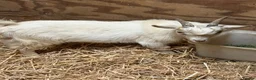 Goats livestock for sale: Gorgeous Pygmy Billy  - Advert 4