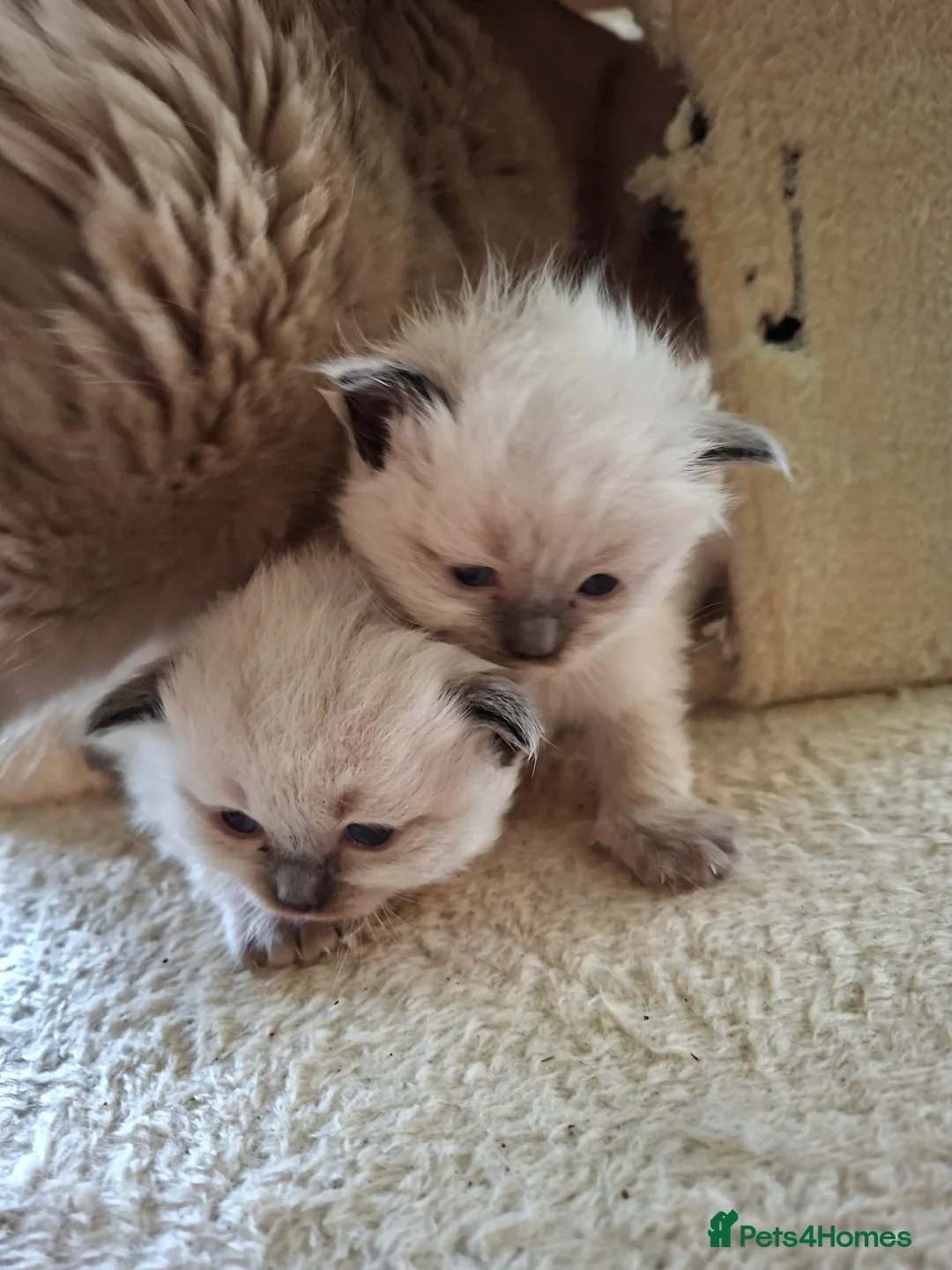 Ragdoll cats for sale: PEDIGREE RAGDOLL KITTENS - Advert 11