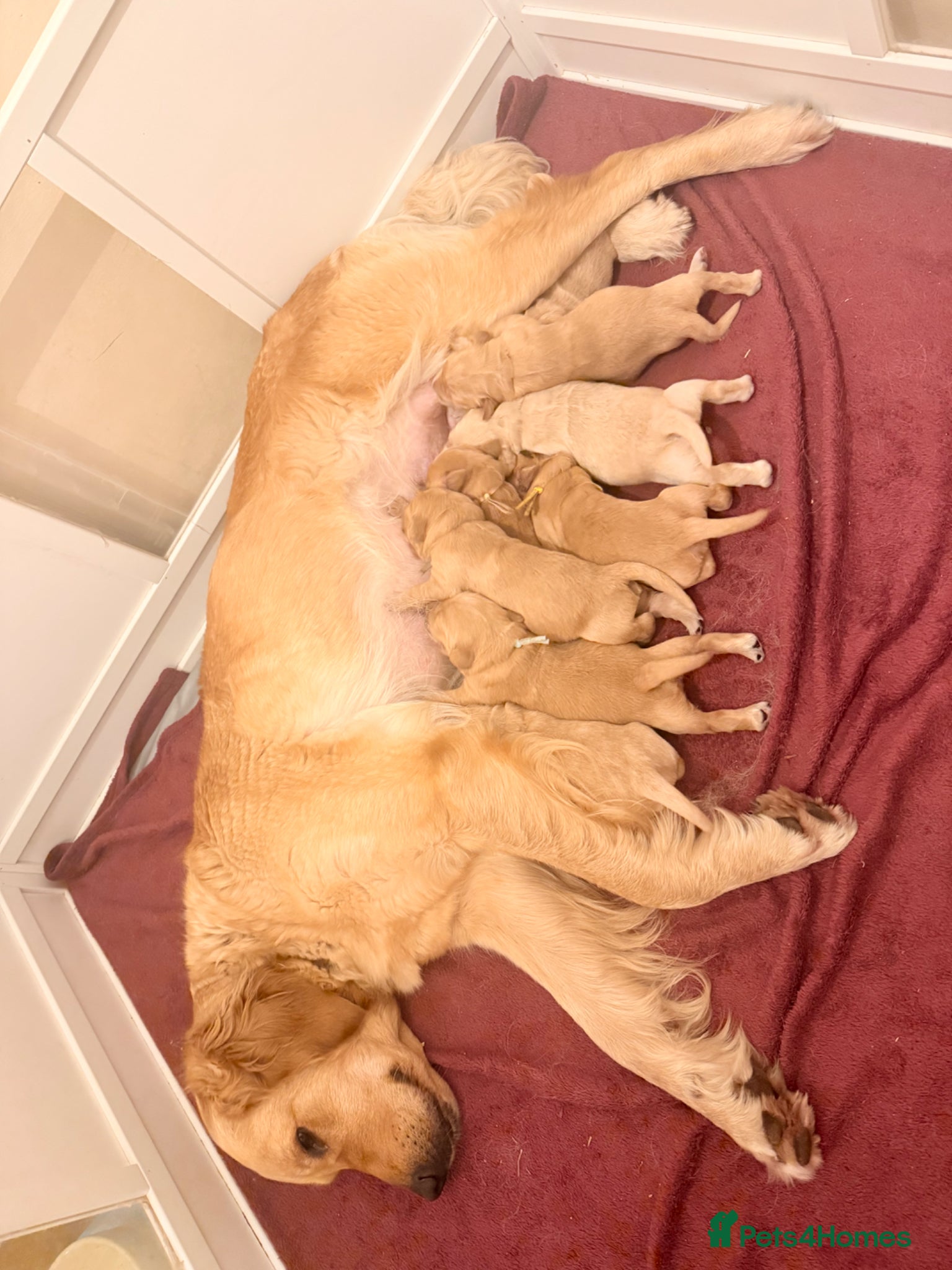 Golden Retriever dogs for sale: Beautiful Golden Retriever Puppys - Advert 13
