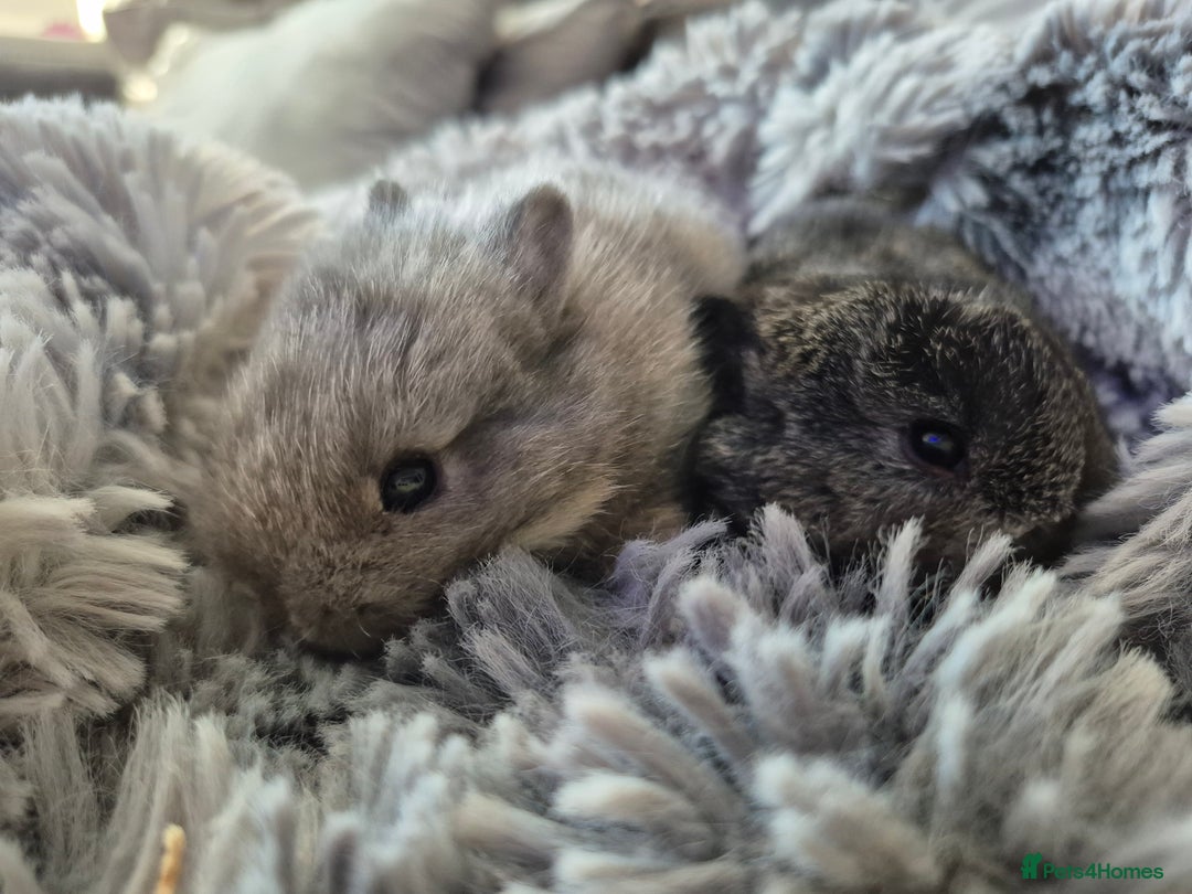 Mini Lion Lop rabbits for sale:  Female Mini lop  ready  **  - Advert 2
