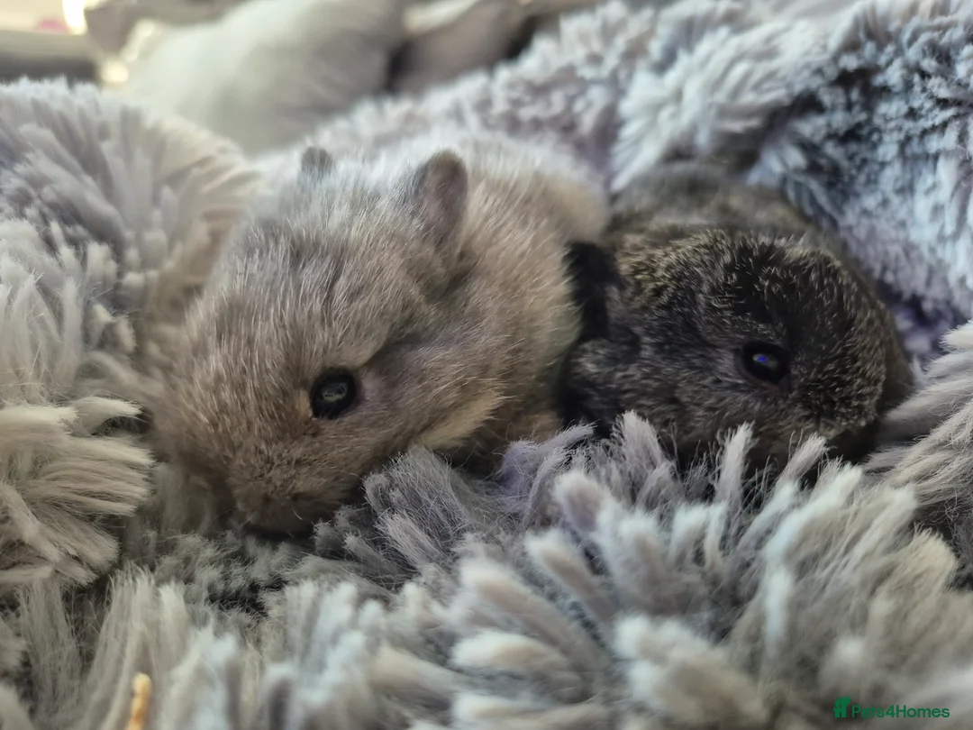 Mini Lion Lop rabbits for sale:  Female Mini lop  ready  **  - Advert 2