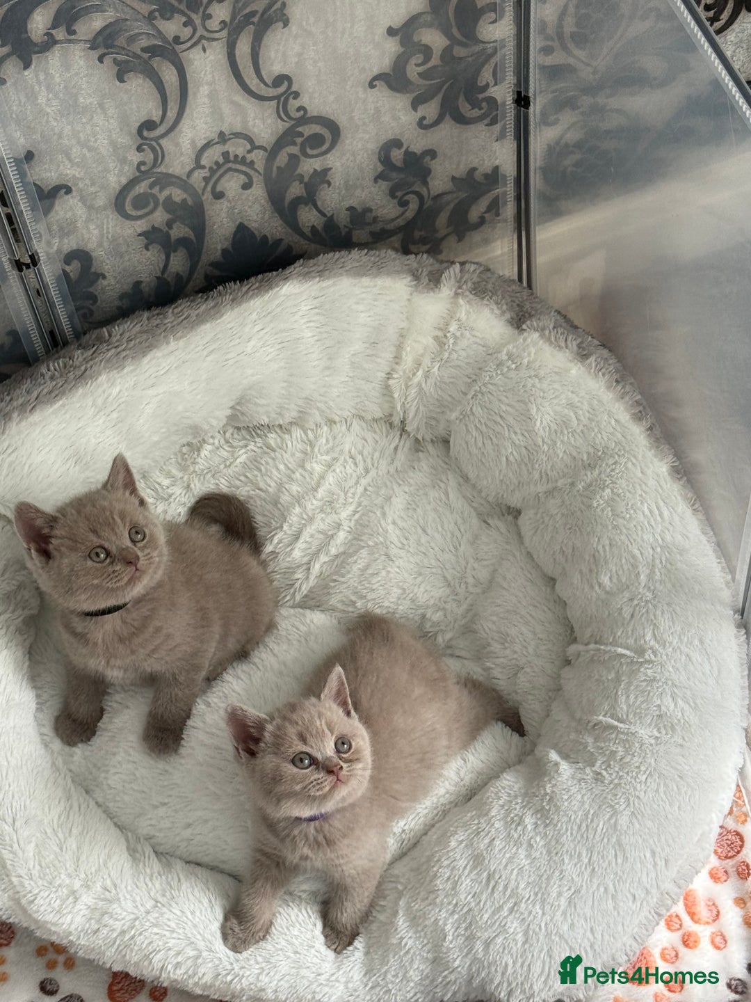 British Shorthair cats for sale: British shorthair kittens  - Image 16