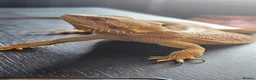Bearded Dragon reptiles for sale: Bearded dragon & setup  - Advert 3