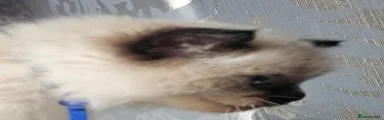 Ragdoll Kitten 1