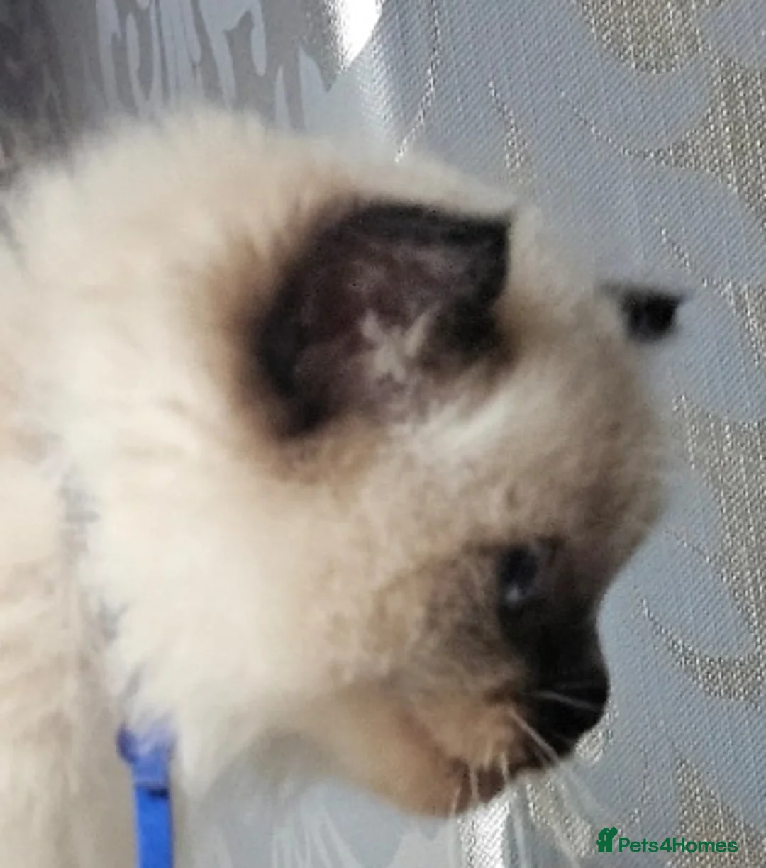 Ragdoll cats for sale: Two seal boys - Advert 2