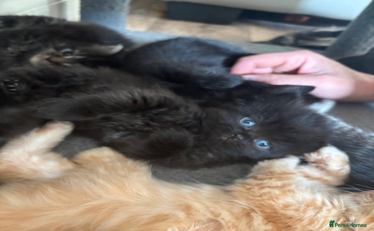 Domestic Shorthair cats - Advert 7