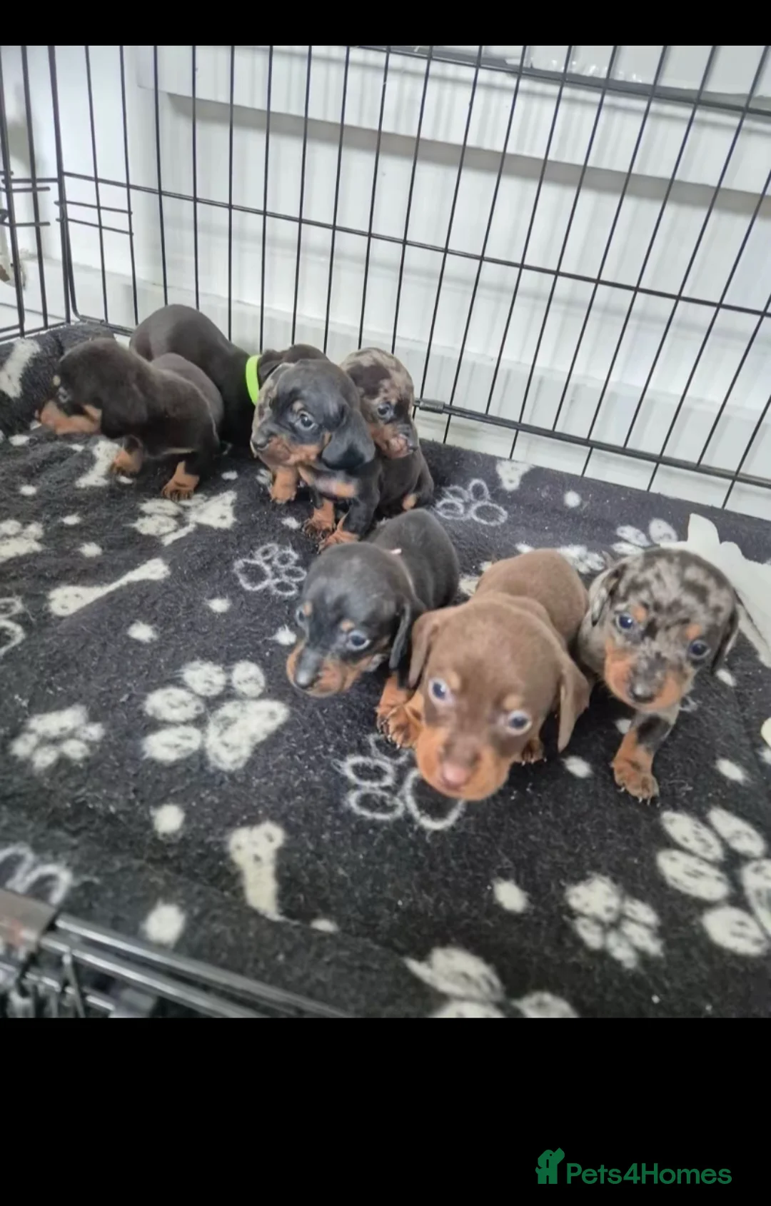 Miniature Dachshund dogs for sale: Stunning Litter of Mniature Dachshund Puppies - Advert 5